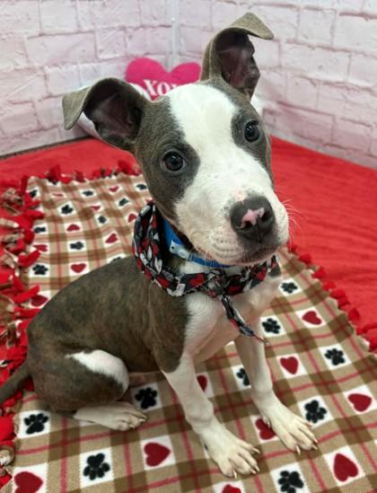 Haven Sweetroll, Adoptable, Puppy Male Mixed Breed & Mixed Breed.