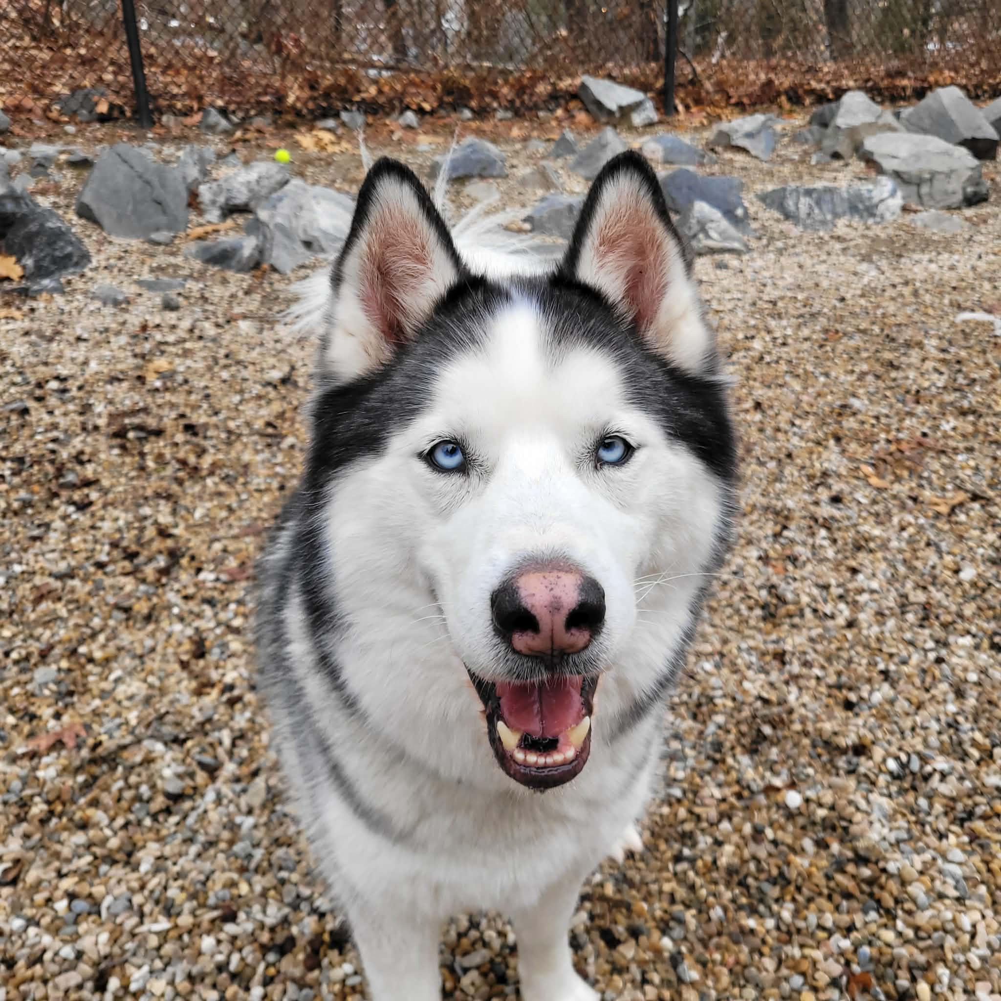 Enlarge Dante , a ADOPTABLE Husky in Middlebury, CT image 1/3