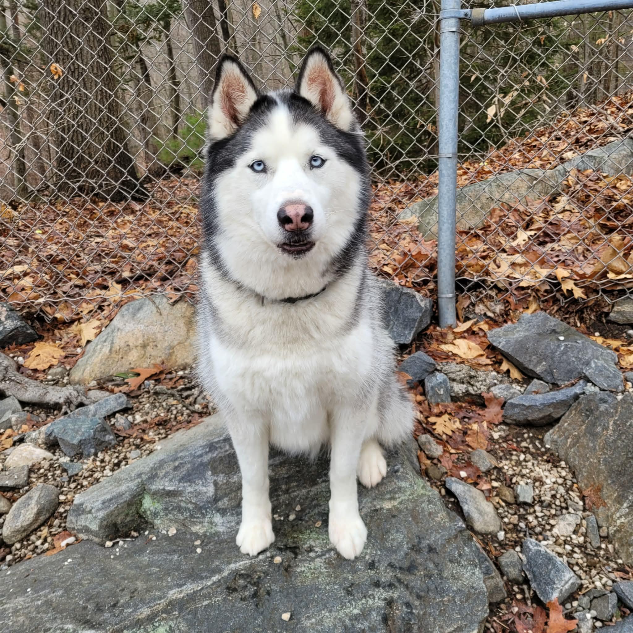 Enlarge Dante , a ADOPTABLE Husky in Middlebury, CT image 2/3