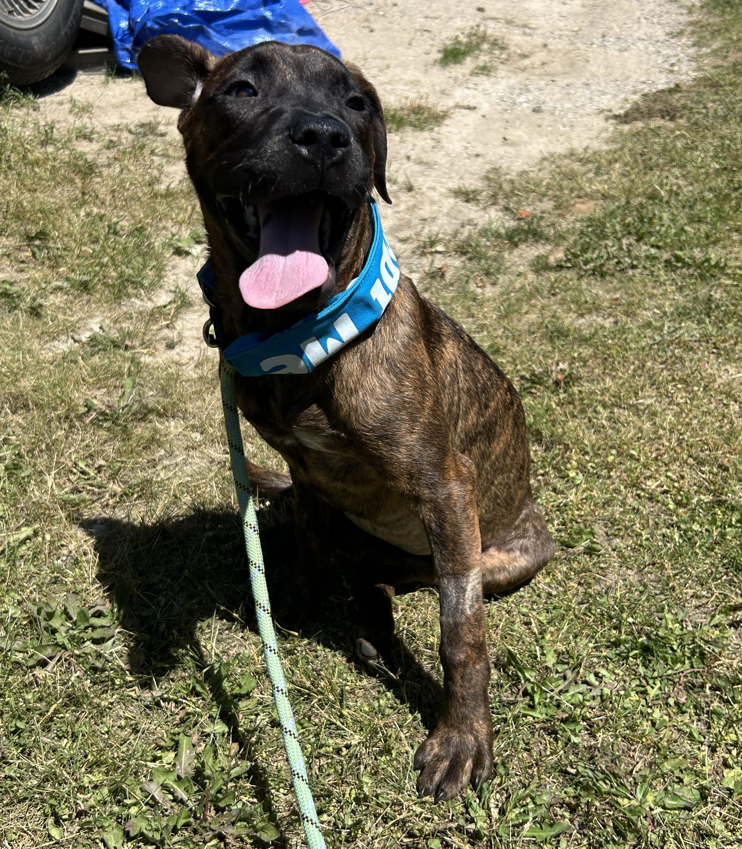 Violet, Adoptable, Puppy Female Pit Bull Terrier & American Staffordshire Terrier.