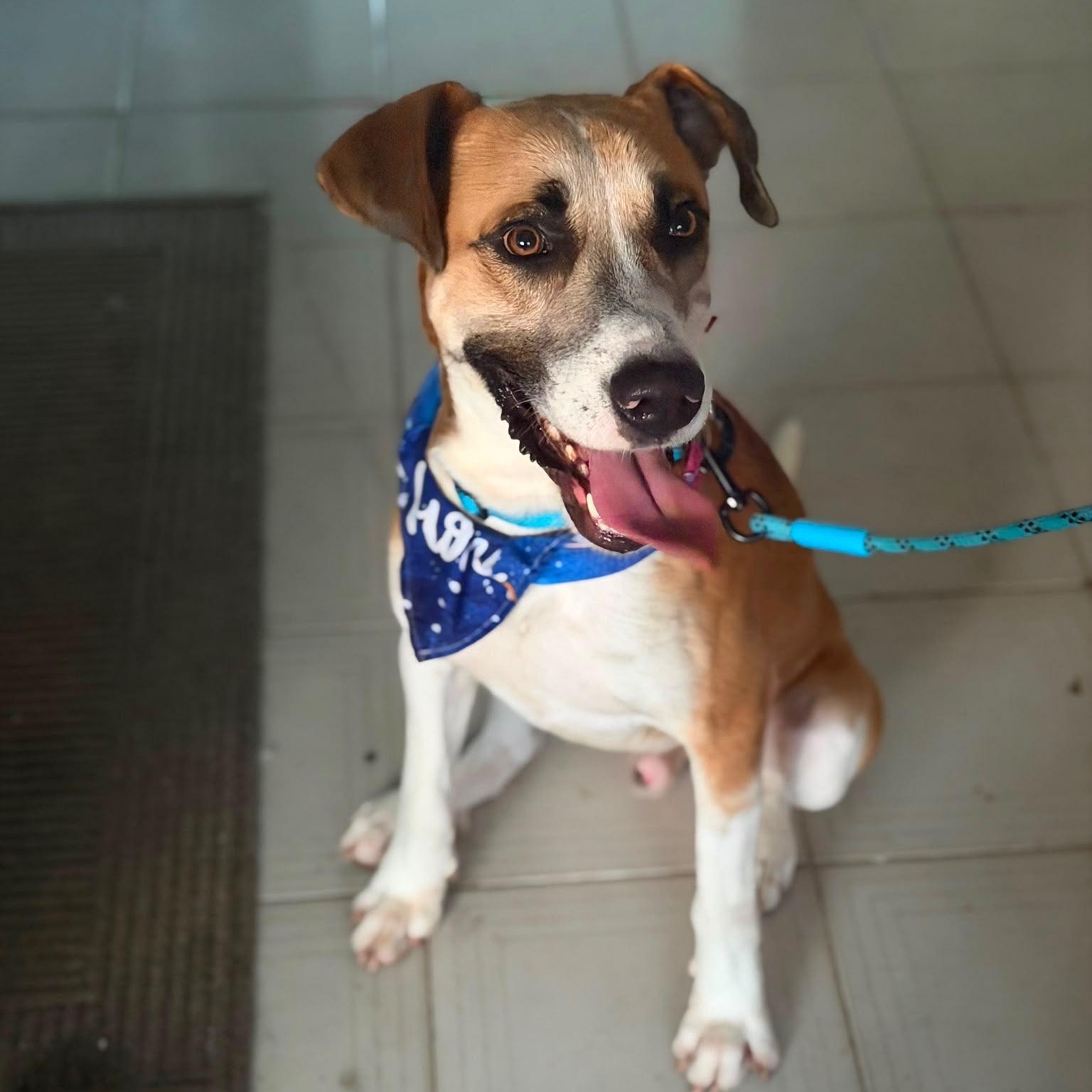 Enlarge Louis - The Big Playful Lovebug, a Adoptable mixed breed in Sarasota, FL image 1/6
