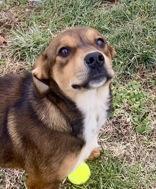 Penny, ADOPTABLE, Adult Female Shepherd.