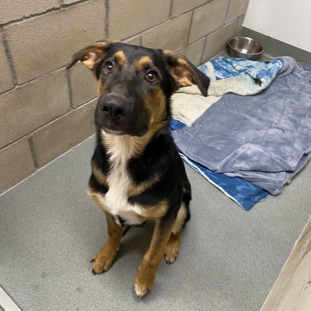 Darius, Adoptable, Young Male German Shepherd Dog & Mixed Breed.