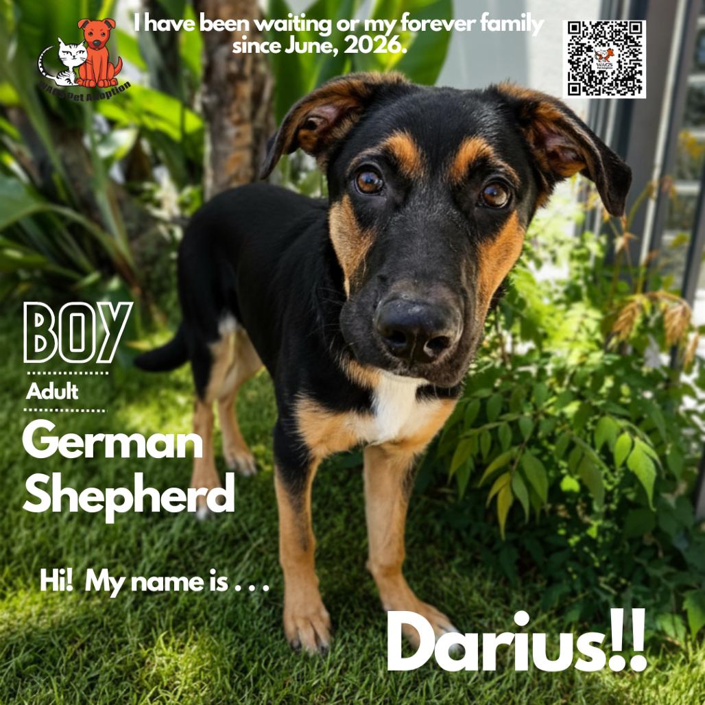 Enlarge Darius, a Adoptable mixed breed in Westminster, CA image 2/3