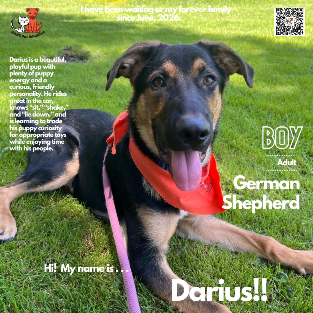 Enlarge Darius, a Adoptable mixed breed in Westminster, CA image 3/3
