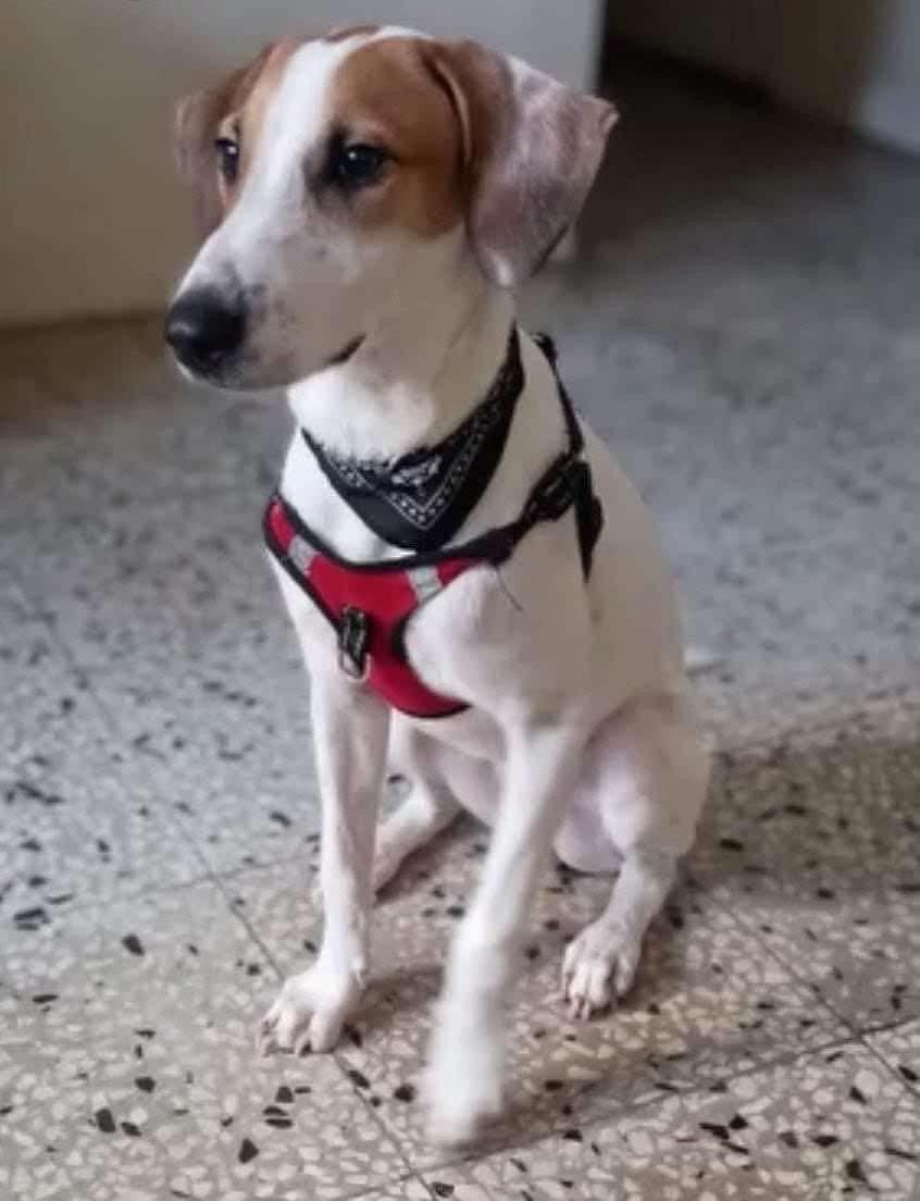 Enlarge Liam, a ADOPTABLE mixed breed in Weare, NH image 5/6