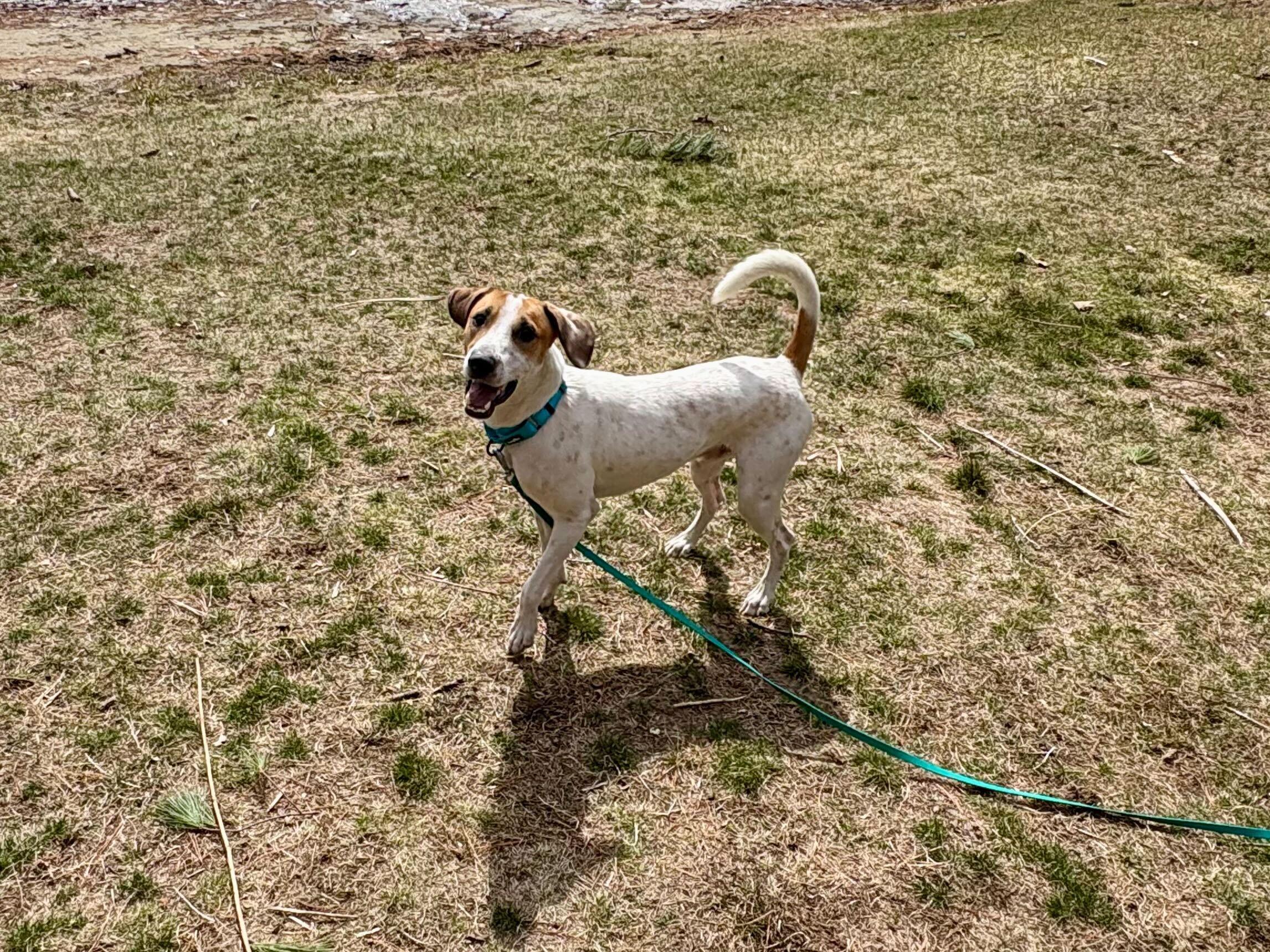Enlarge Liam, a ADOPTABLE mixed breed in Weare, NH image 6/6