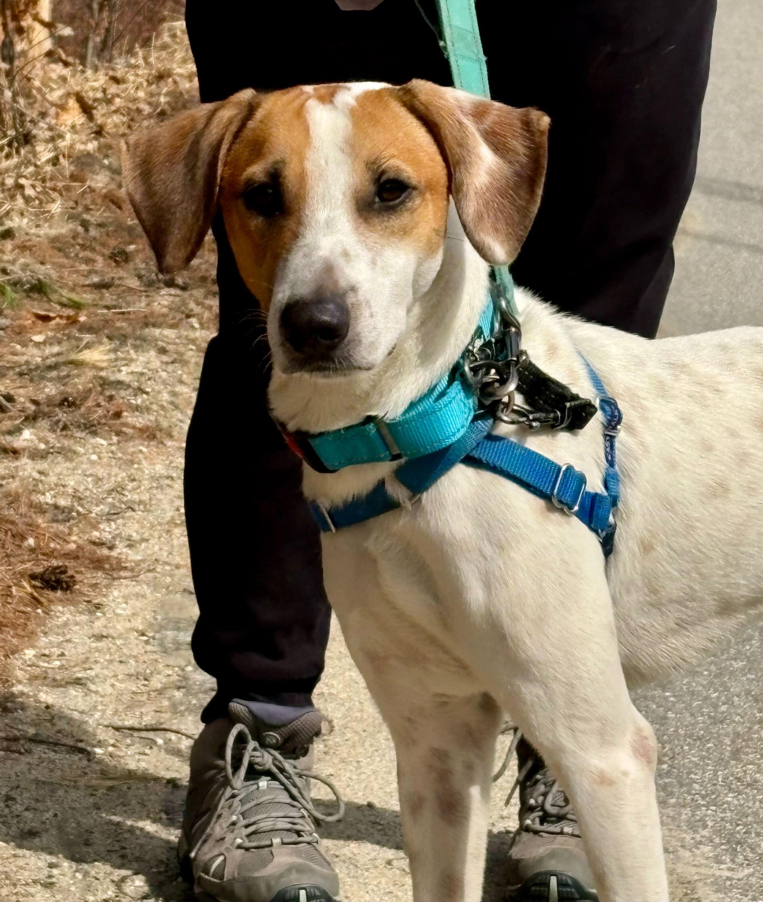 Liam, ADOPTABLE, Young Male English Pointer & Labrador Retriever.