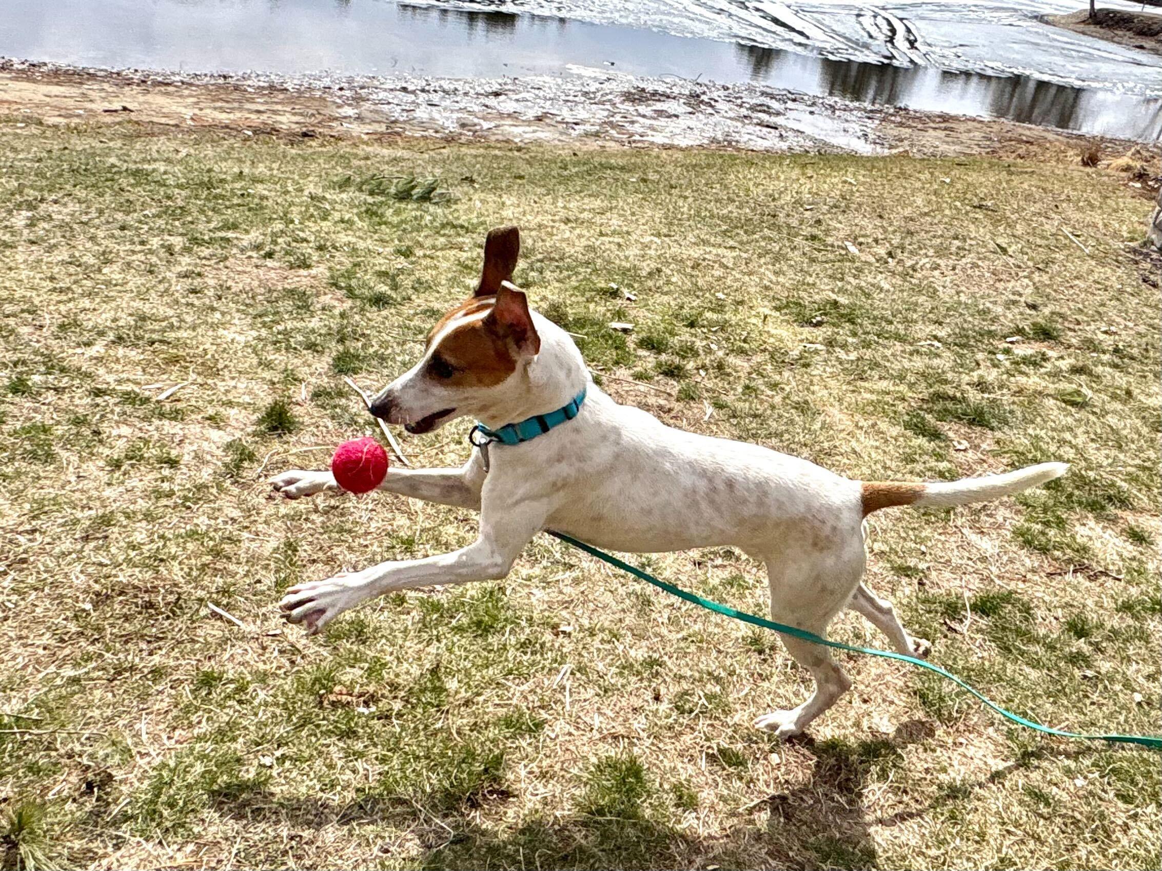 Enlarge Liam, a ADOPTABLE mixed breed in Weare, NH image 2/6