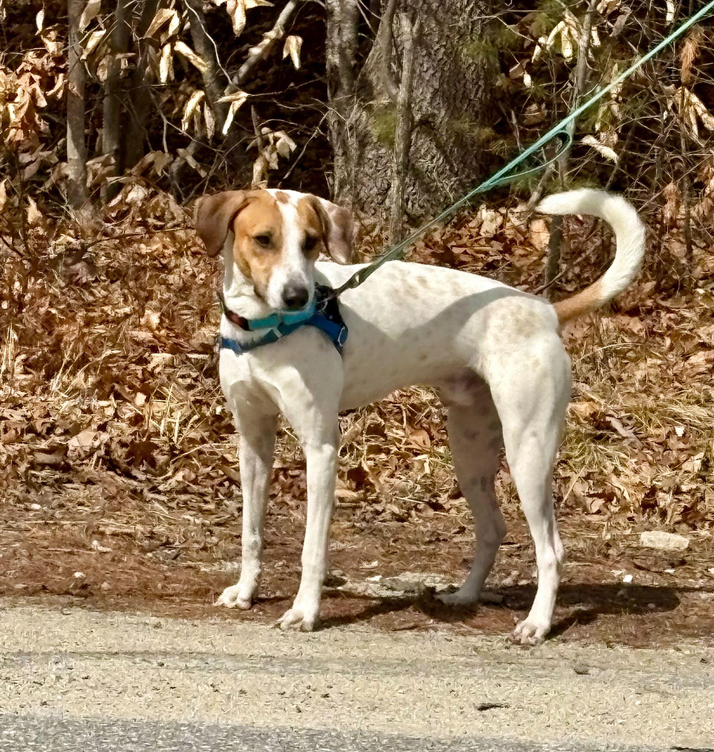 Enlarge Liam, a ADOPTABLE mixed breed in Weare, NH image 3/6