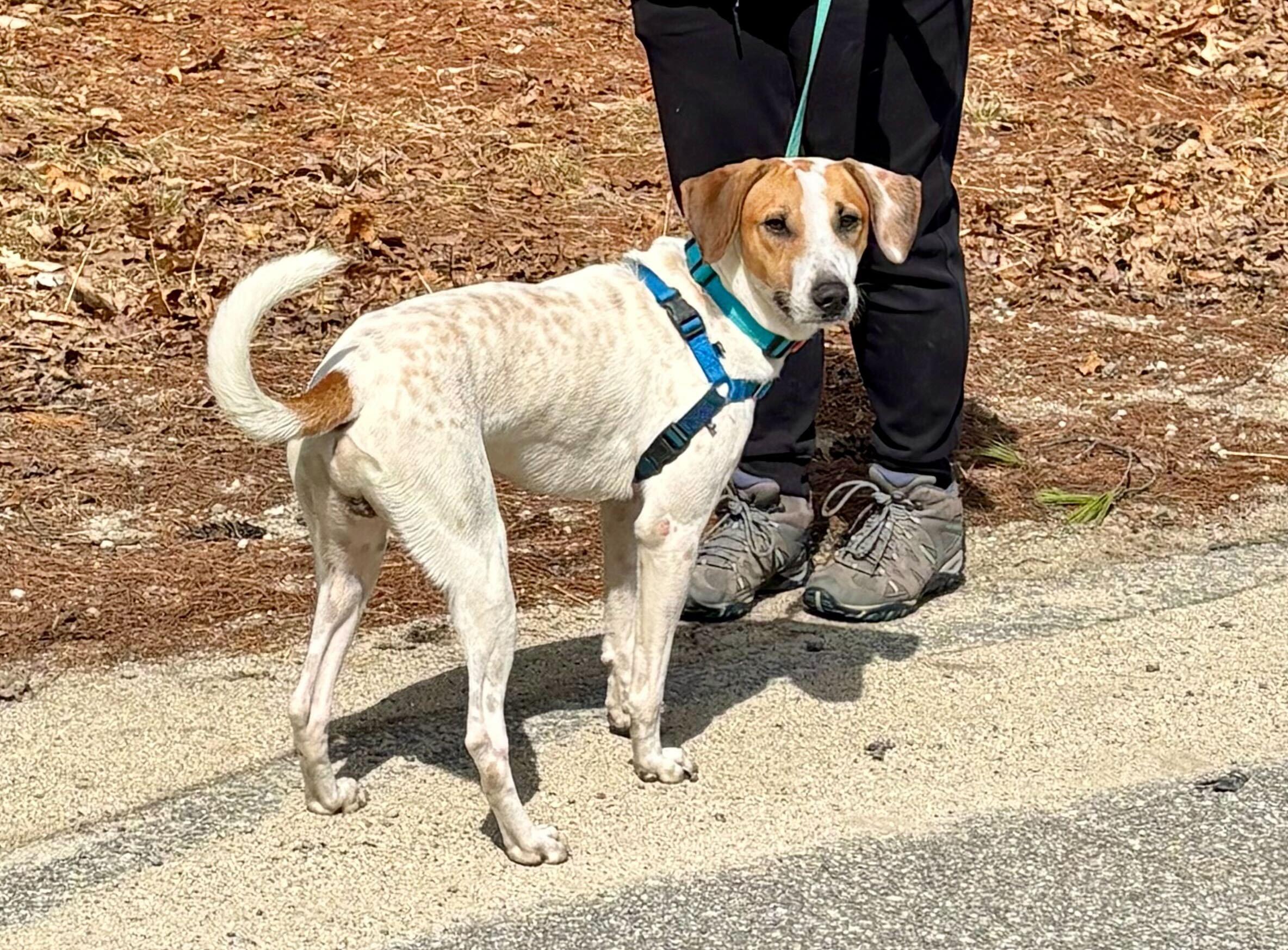 Liam, adopted, Young Male Labrador Retriever & English Pointer.