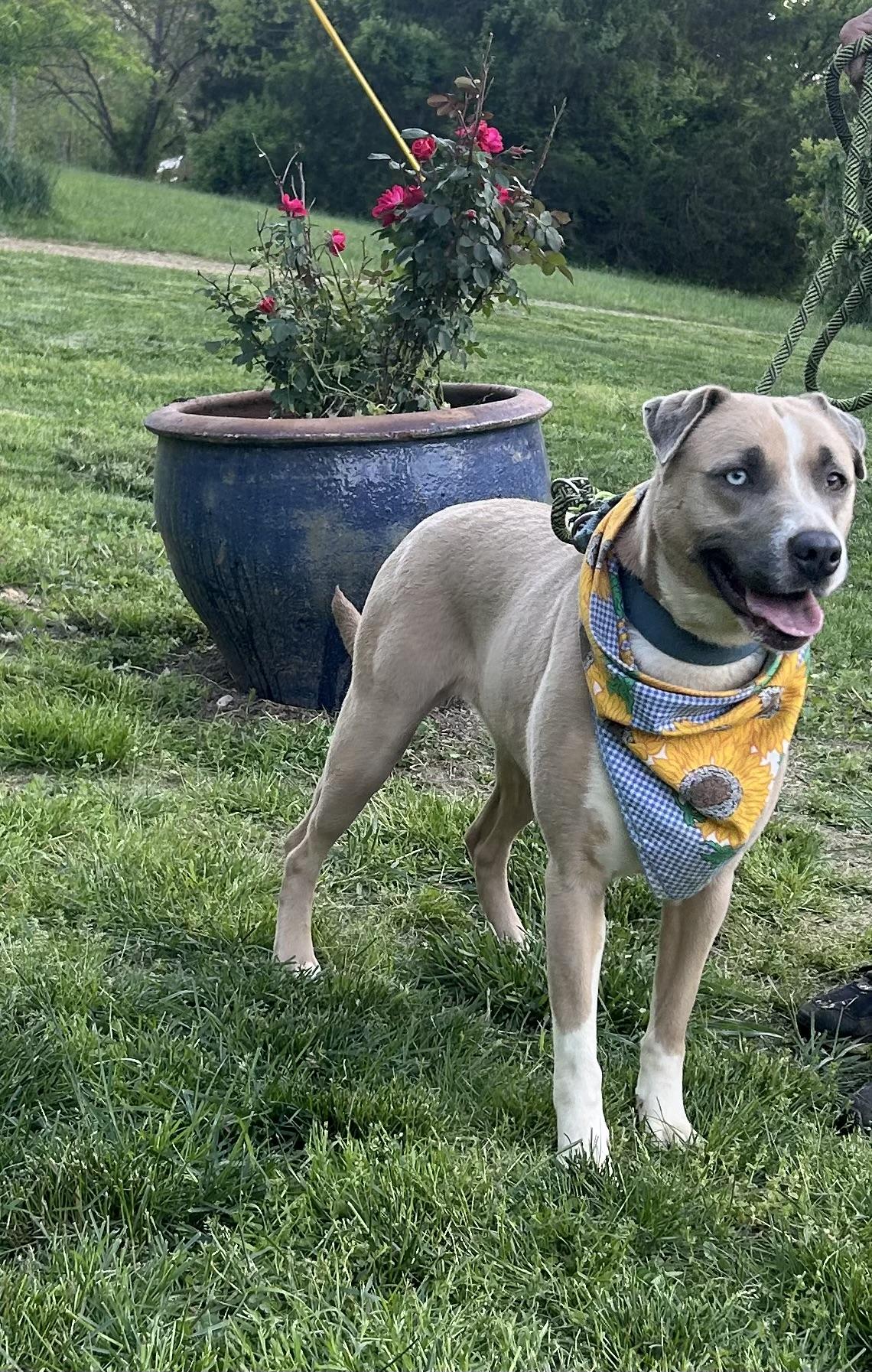 Enlarge Breezy, a Adoptable mixed breed image 2/4