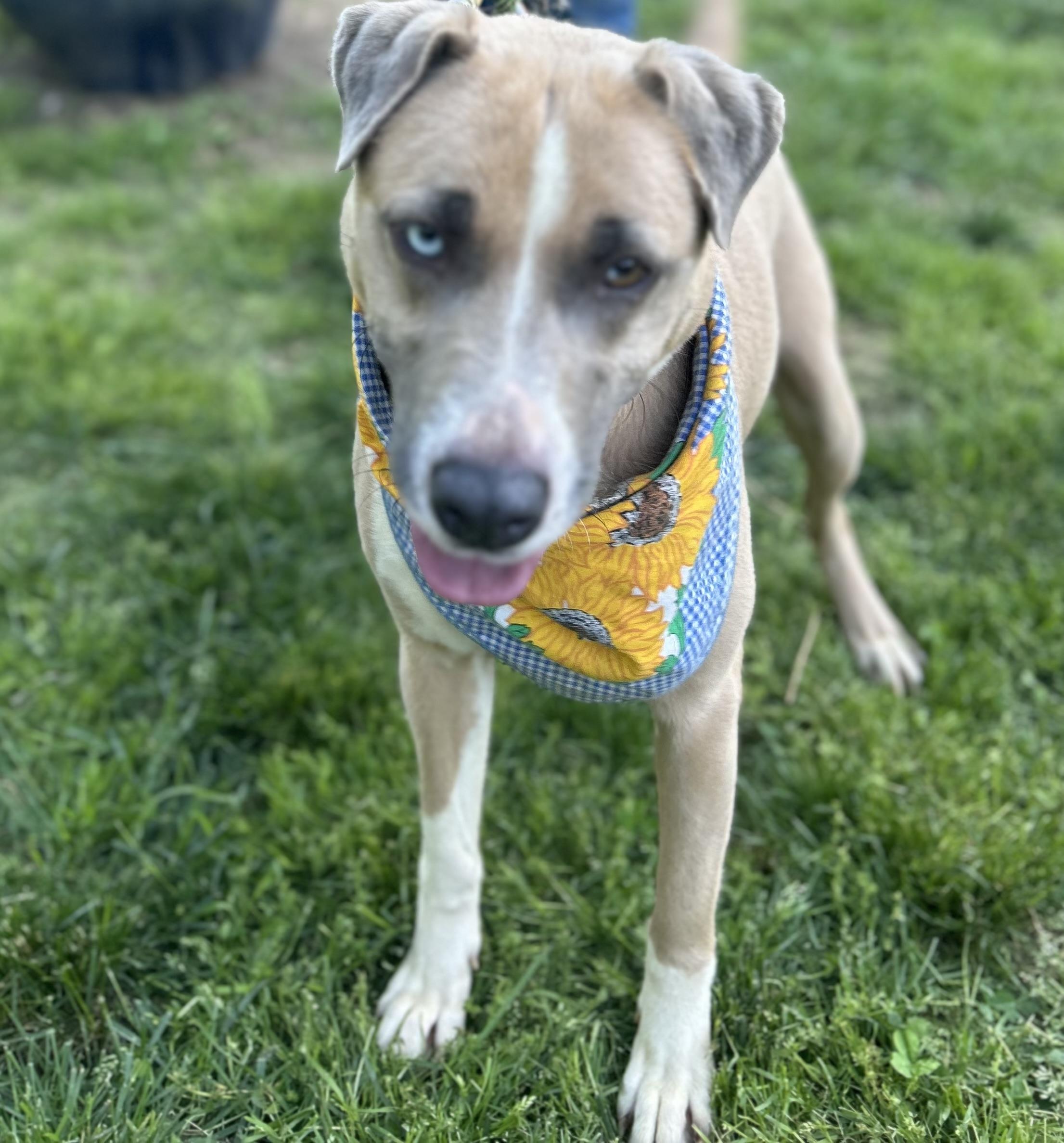 Enlarge Breezy, a Adoptable mixed breed image 4/4