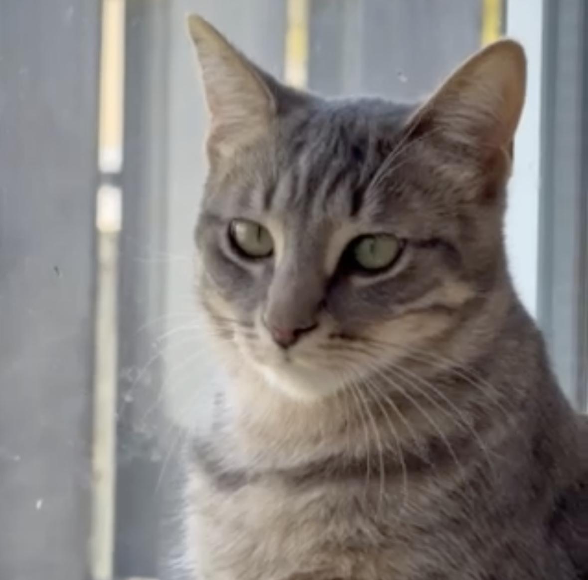 Phoebe, ADOPTABLE, Young Female Domestic Short Hair.