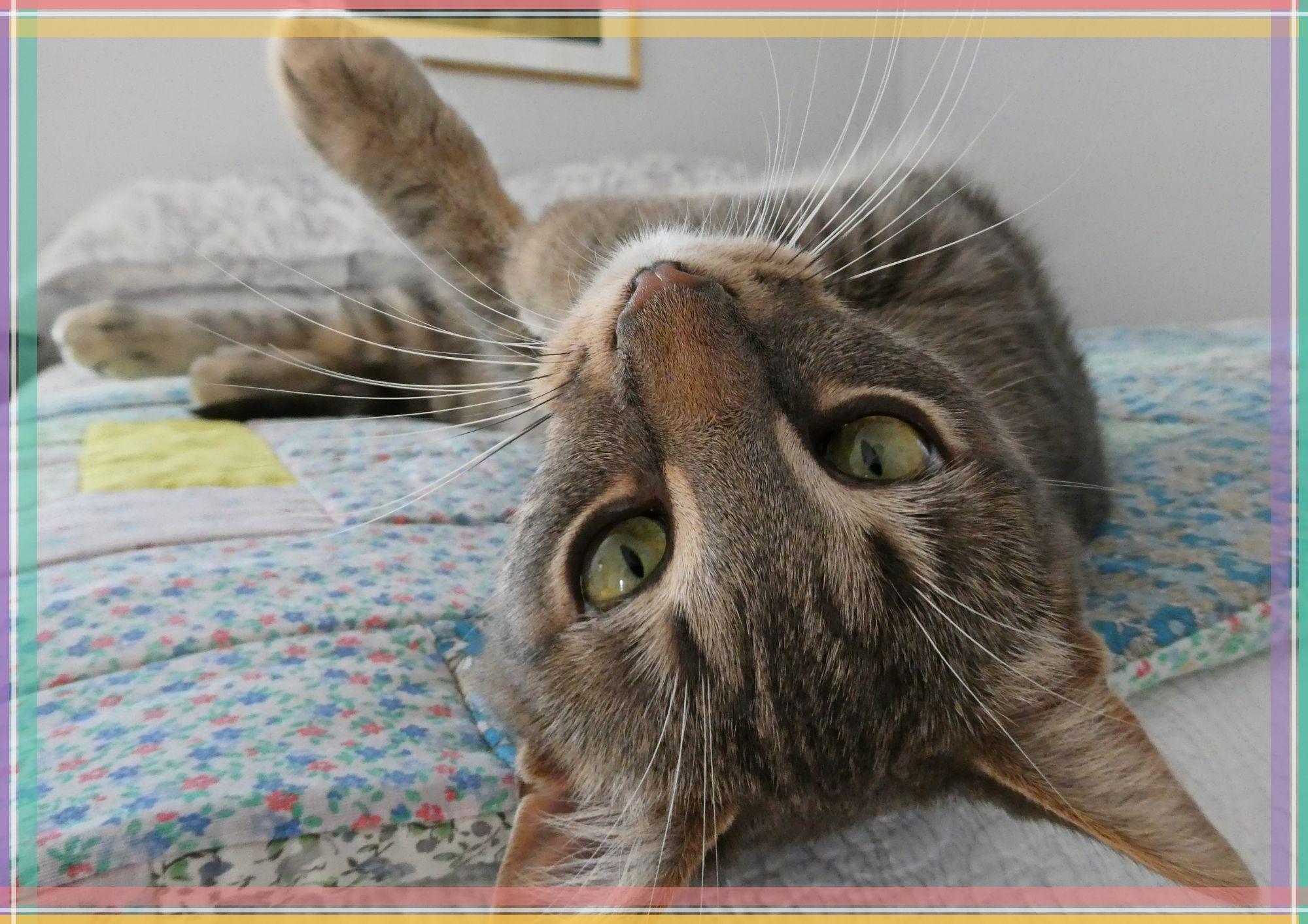 Enlarge Phoebe, a ADOPTABLE mixed breed in Oshawa, ON image 3/4