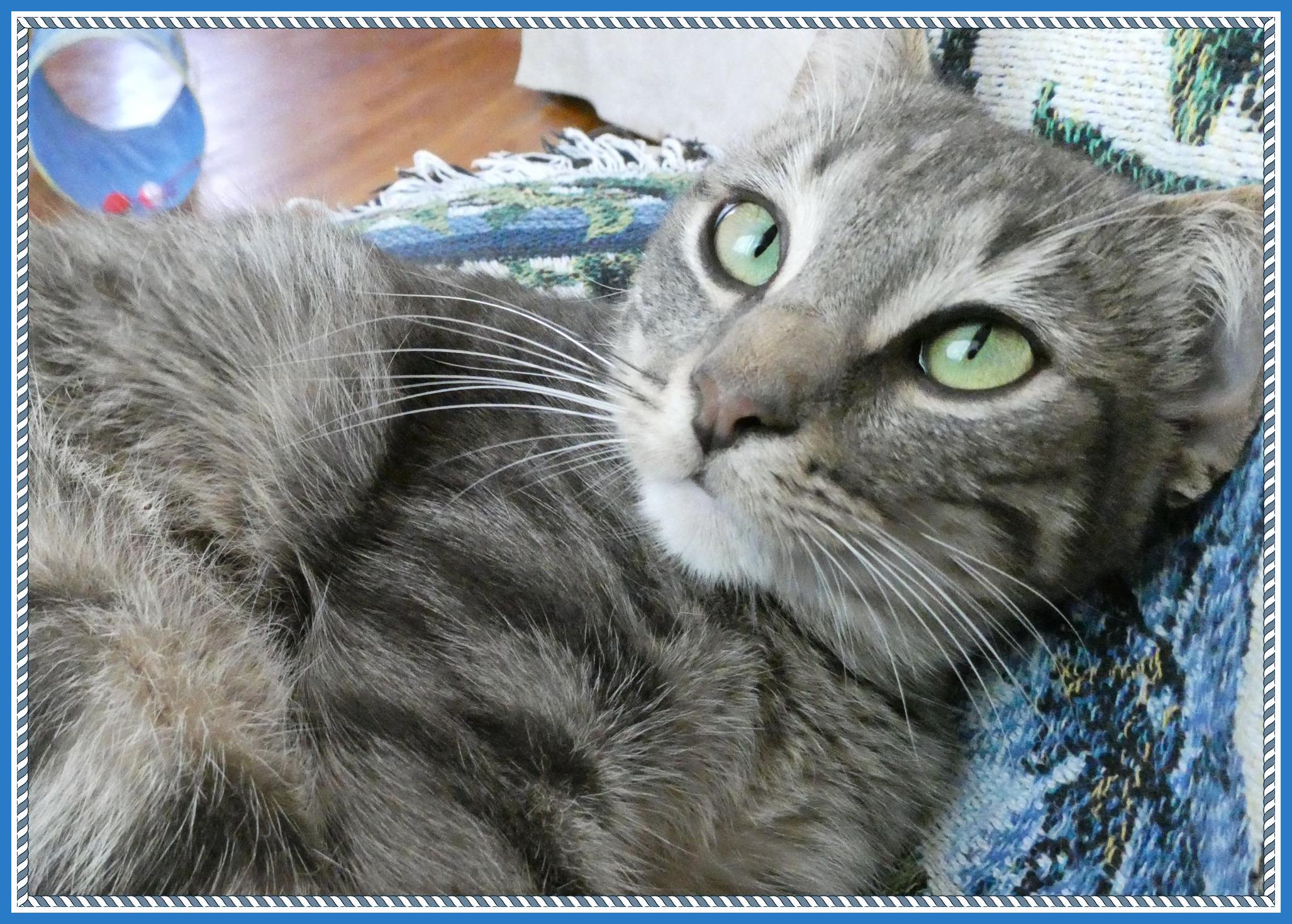Enlarge Phoebe, a ADOPTABLE mixed breed in Oshawa, ON image 1/4