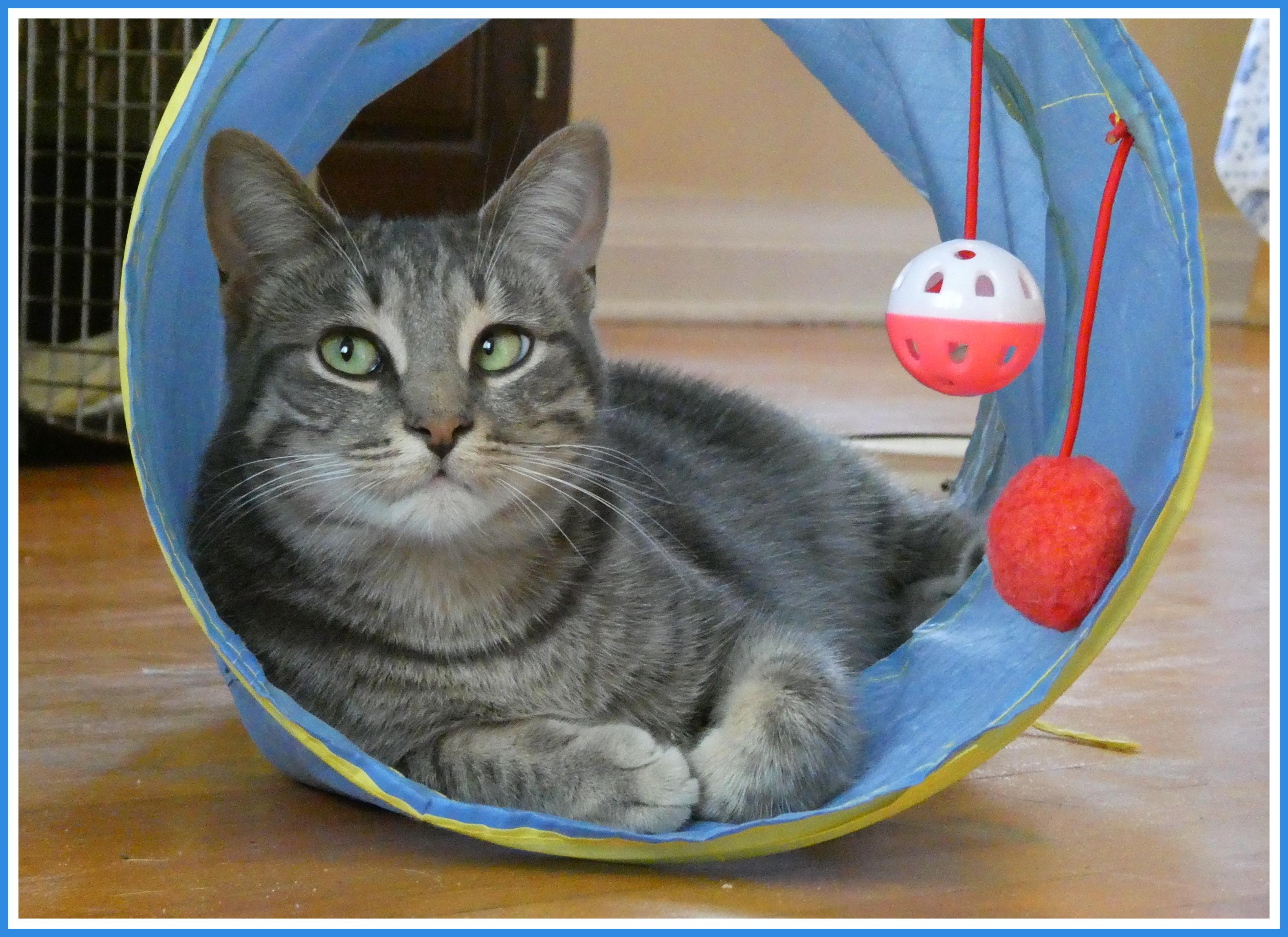 Enlarge Phoebe, a ADOPTABLE mixed breed in Oshawa, ON image 2/4