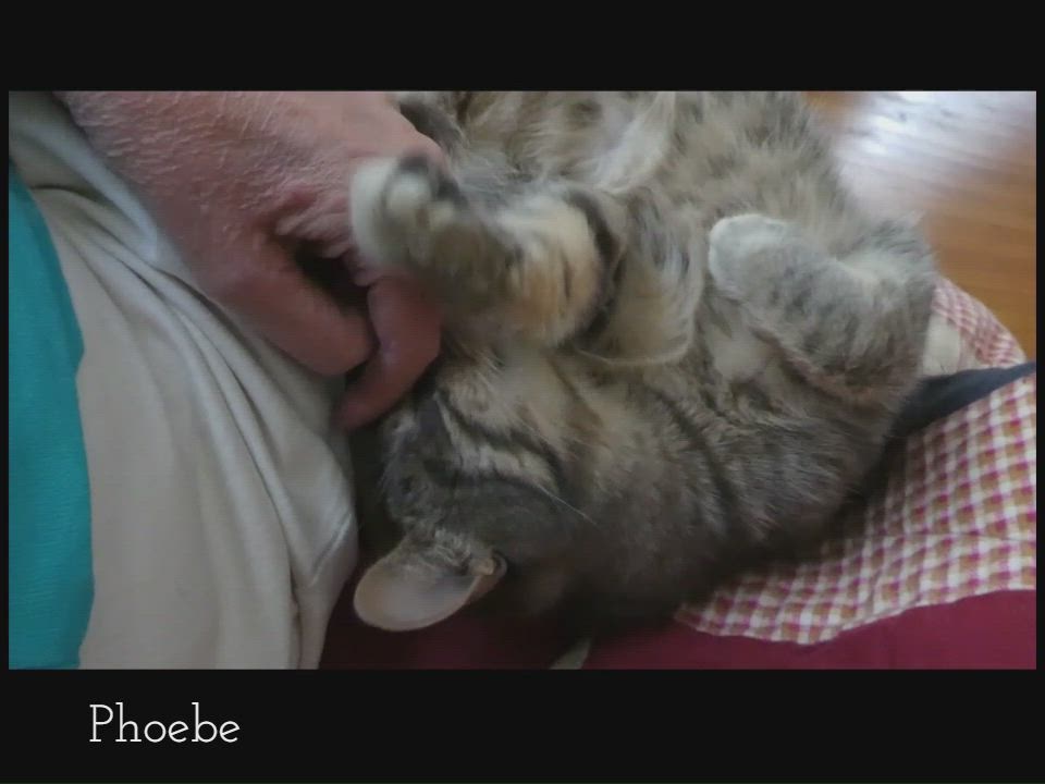 Enlarge Phoebe, a ADOPTABLE mixed breed in Oshawa, ON video 4/4