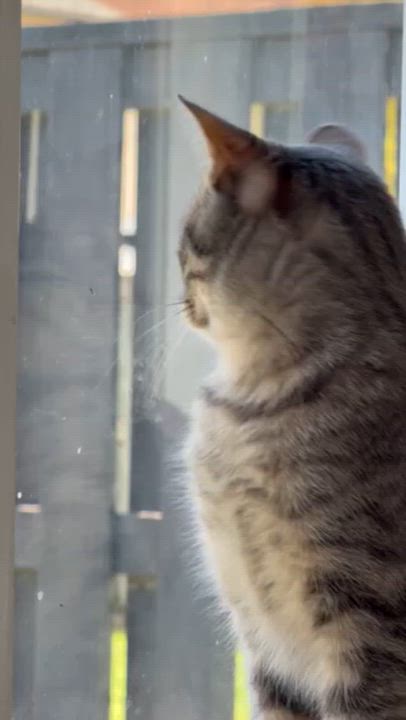 Enlarge Phoebe, a ADOPTABLE mixed breed in Oshawa, ON video 1/2