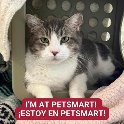 Guapo — thumbnail 3