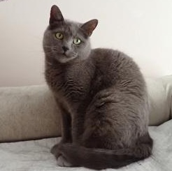 Macy, a ADOPTABLE Domestic Short Hair in Waterdown, ON image 3/3