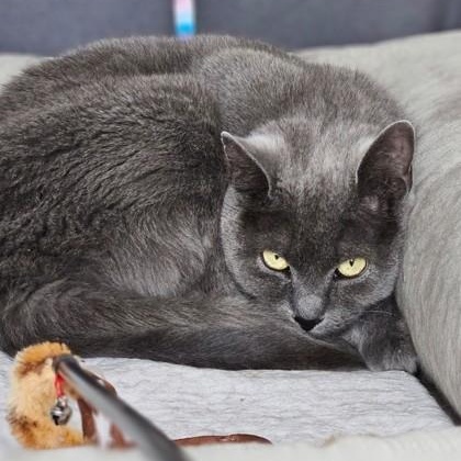 Macy, ADOPTABLE, Adult Female Domestic Short Hair.