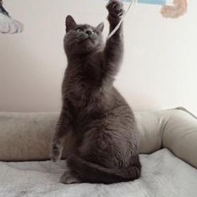 Macy, a ADOPTABLE Domestic Short Hair in Waterdown, ON image 2/3