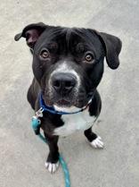 Chimu, ADOPTABLE, Young Male Pit Bull Terrier.