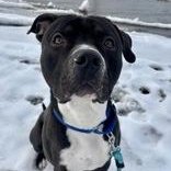 Enlarge Chimu, a ADOPTABLE Pit Bull Terrier in Steamboat Springs, CO image 2/4