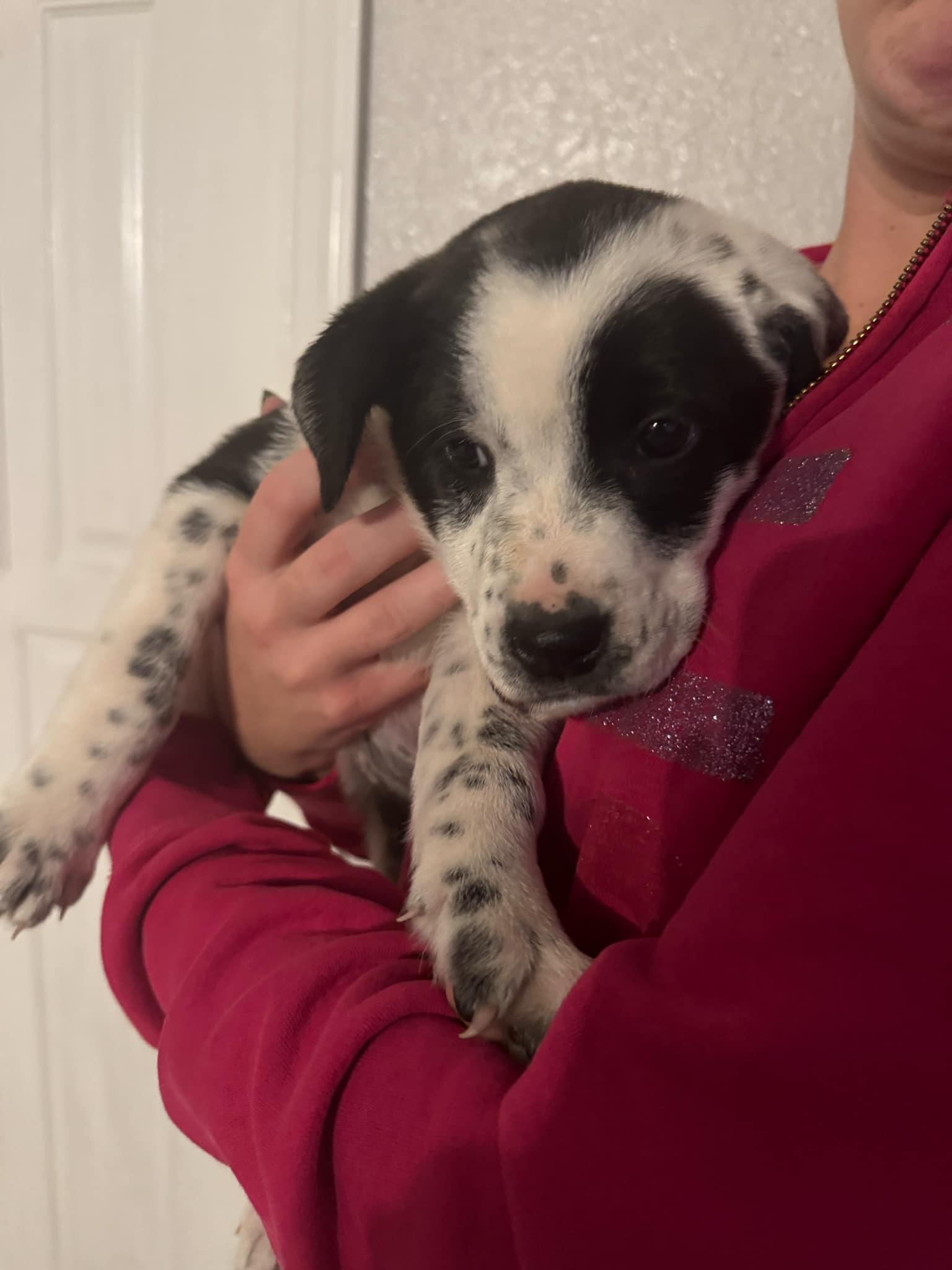 Enlarge Fluffy, a Adopted mixed breed in Loxahatchee, FL image 3/4