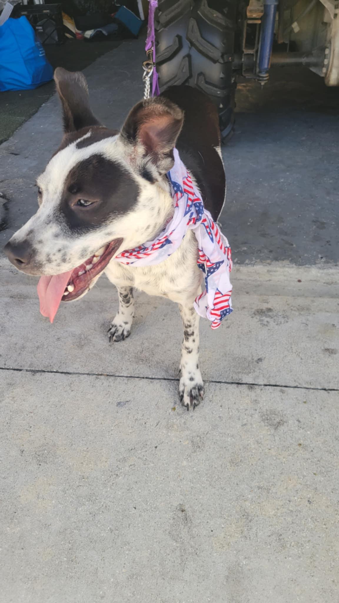 Enlarge Fluffy, a Adopted mixed breed in Loxahatchee, FL image 1/4