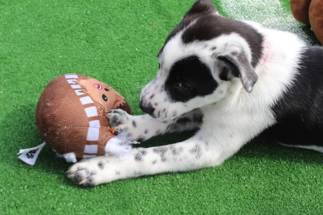Enlarge Fluffy, a Adopted mixed breed in Loxahatchee, FL image 4/4