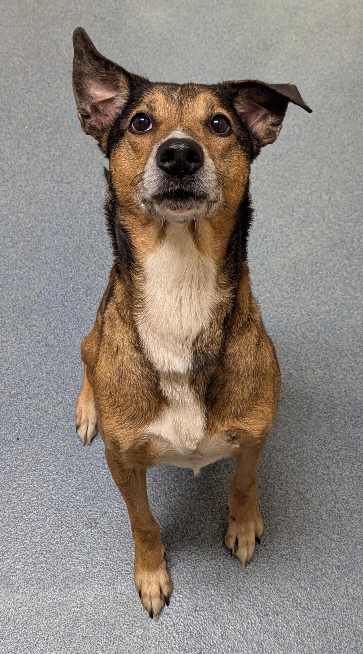 Crystal, ADOPTABLE, Adult Female Hound.