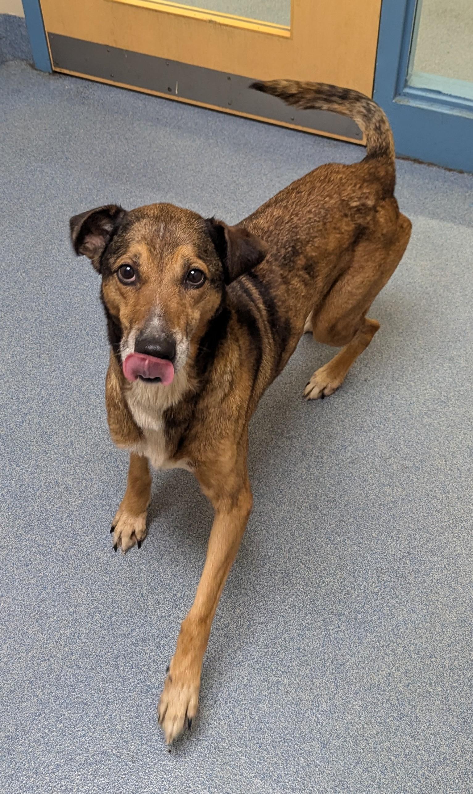 Crystal, a ADOPTABLE mixed breed in Suffolk, VA image 5/5