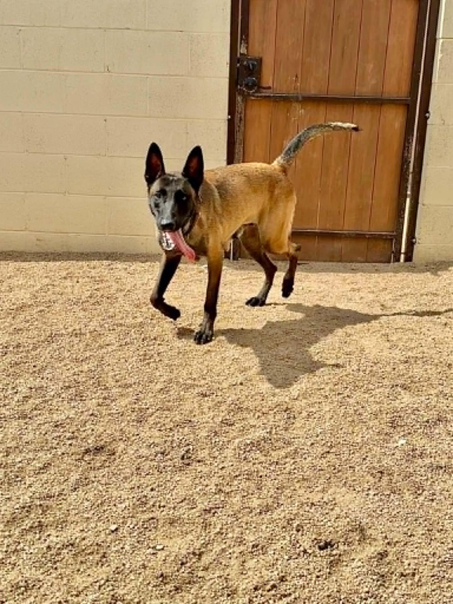 Enlarge Luna, a ADOPTABLE mixed breed in Glendale, AZ image 5/5