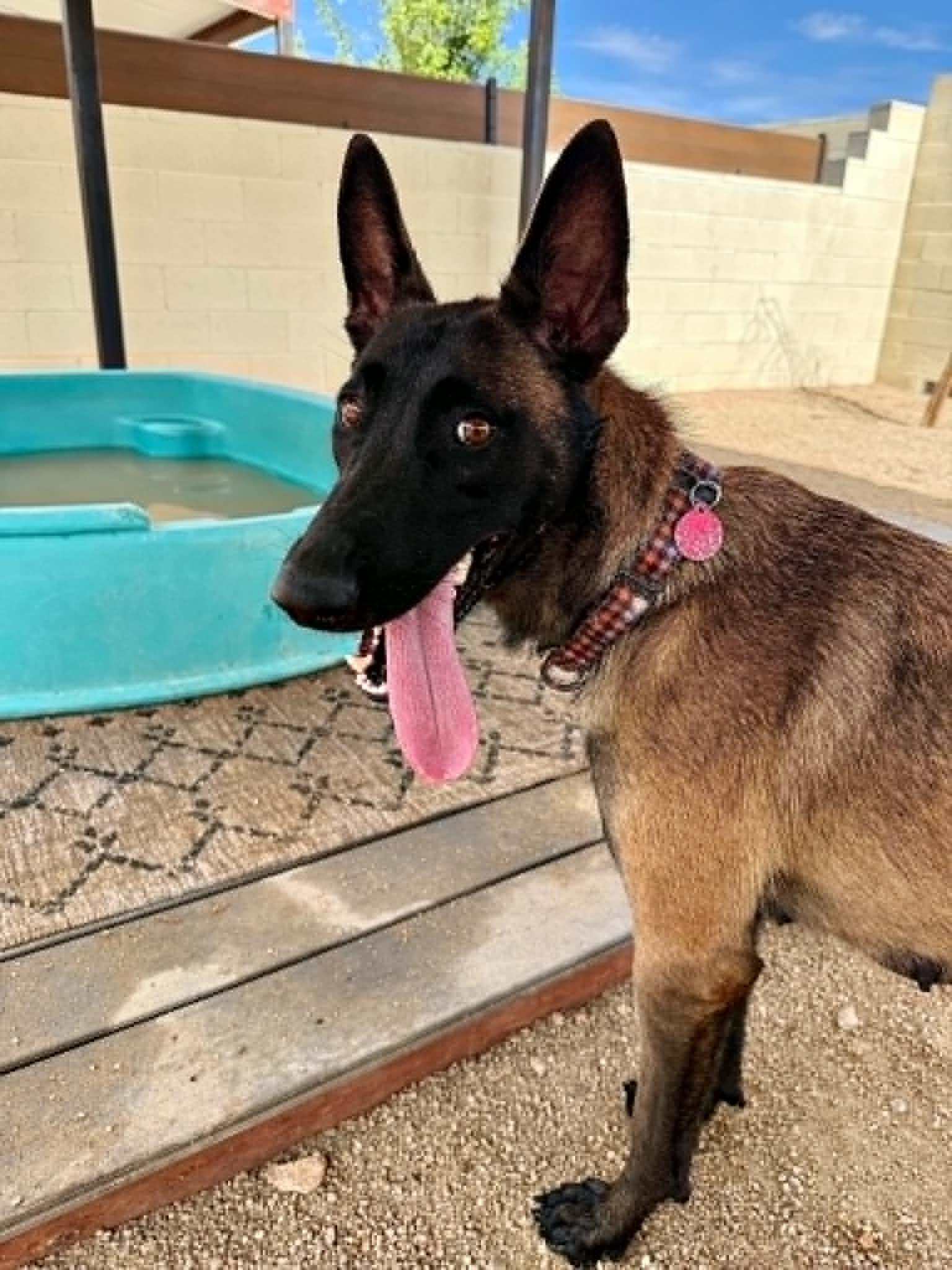 Enlarge Luna, a ADOPTABLE mixed breed in Glendale, AZ image 2/5