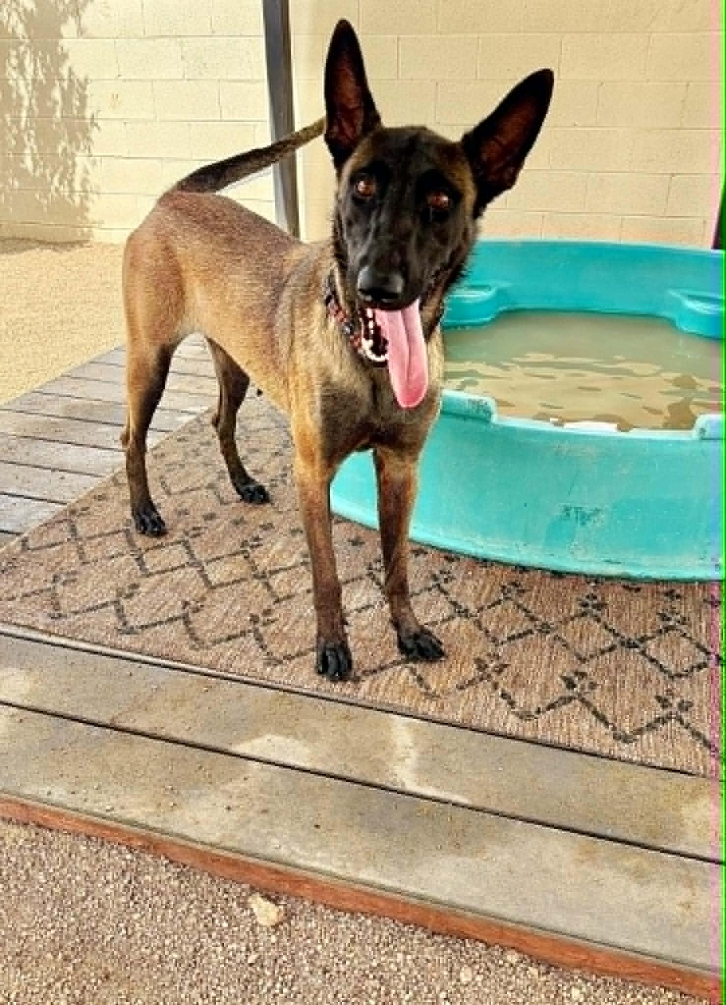 Luna, ADOPTABLE, Young Female Belgian Shepherd / Malinois.