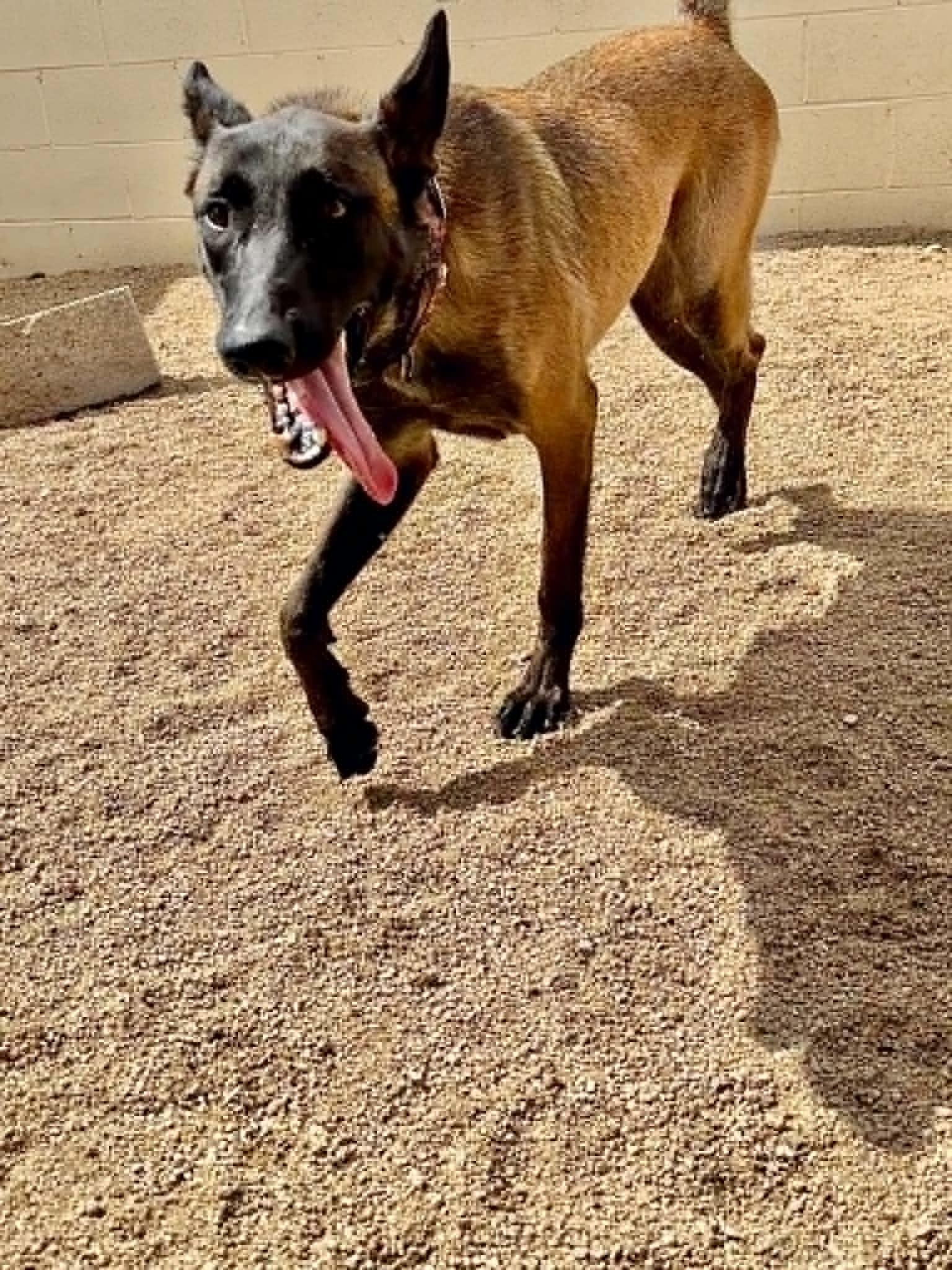 Enlarge Luna, a ADOPTABLE mixed breed in Glendale, AZ image 3/5