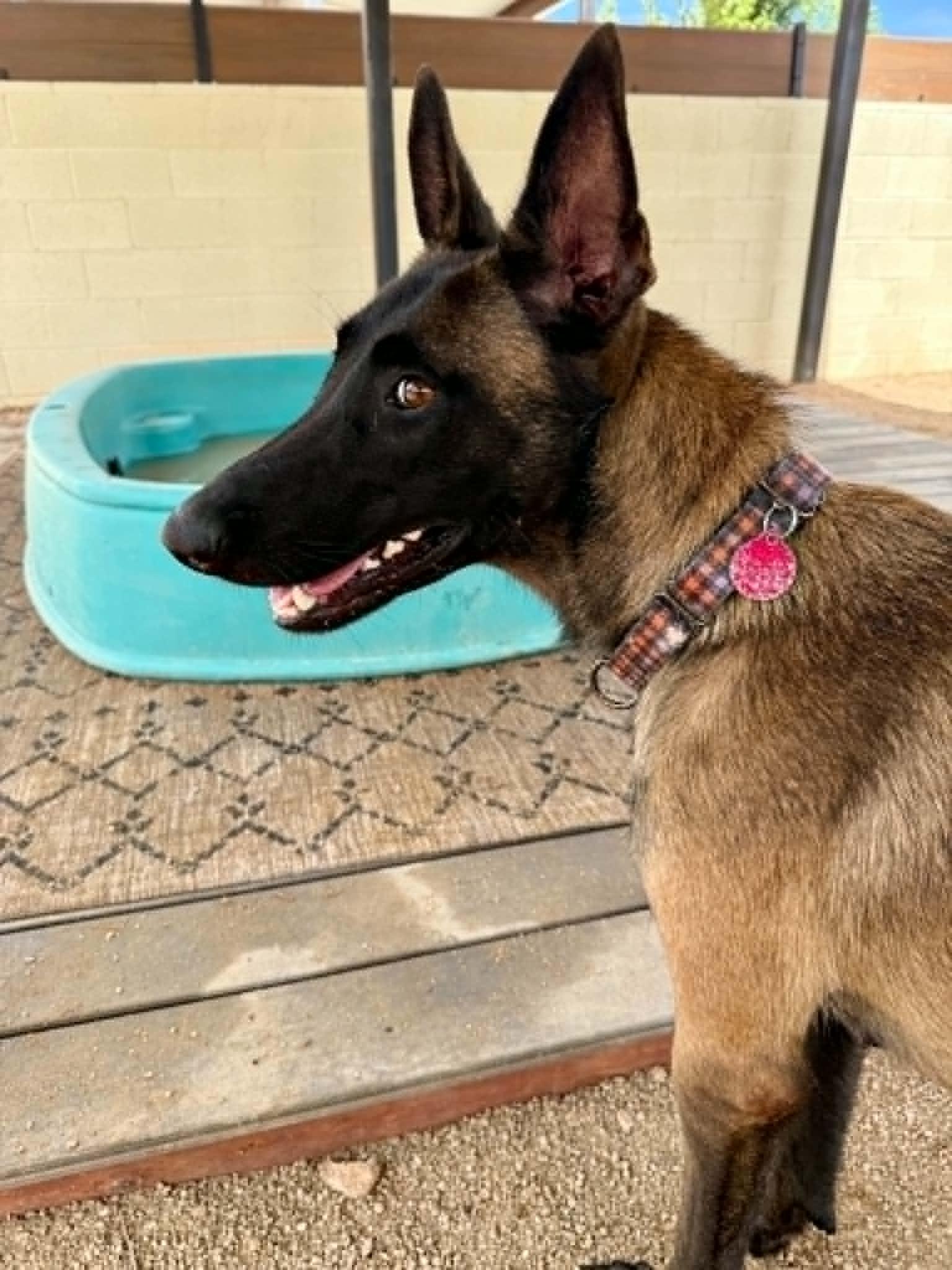 Enlarge Luna, a ADOPTABLE mixed breed in Glendale, AZ image 4/5