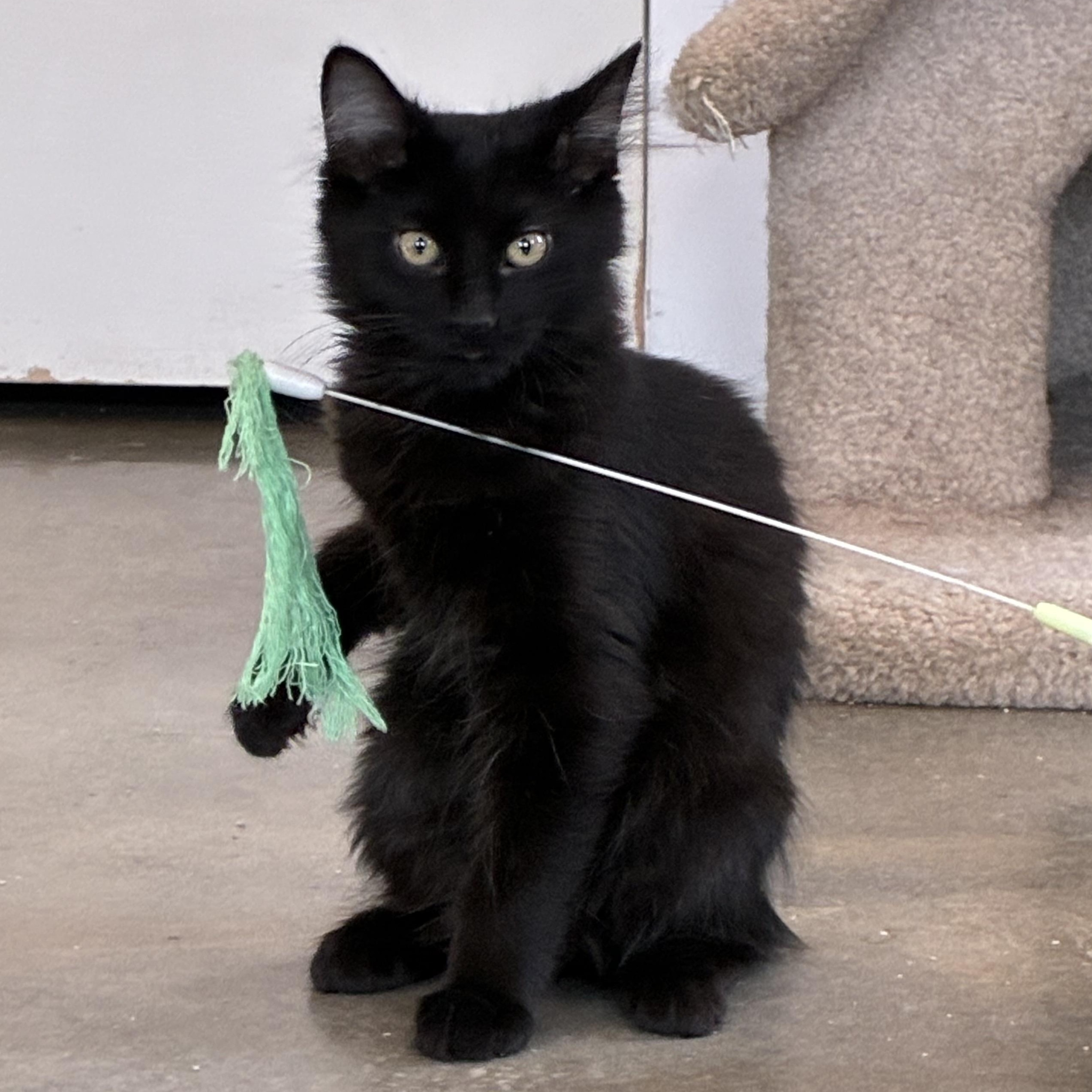 Enlarge Sprite, a Adoptable Domestic Long Hair in Bonners Ferry, ID image 1/1