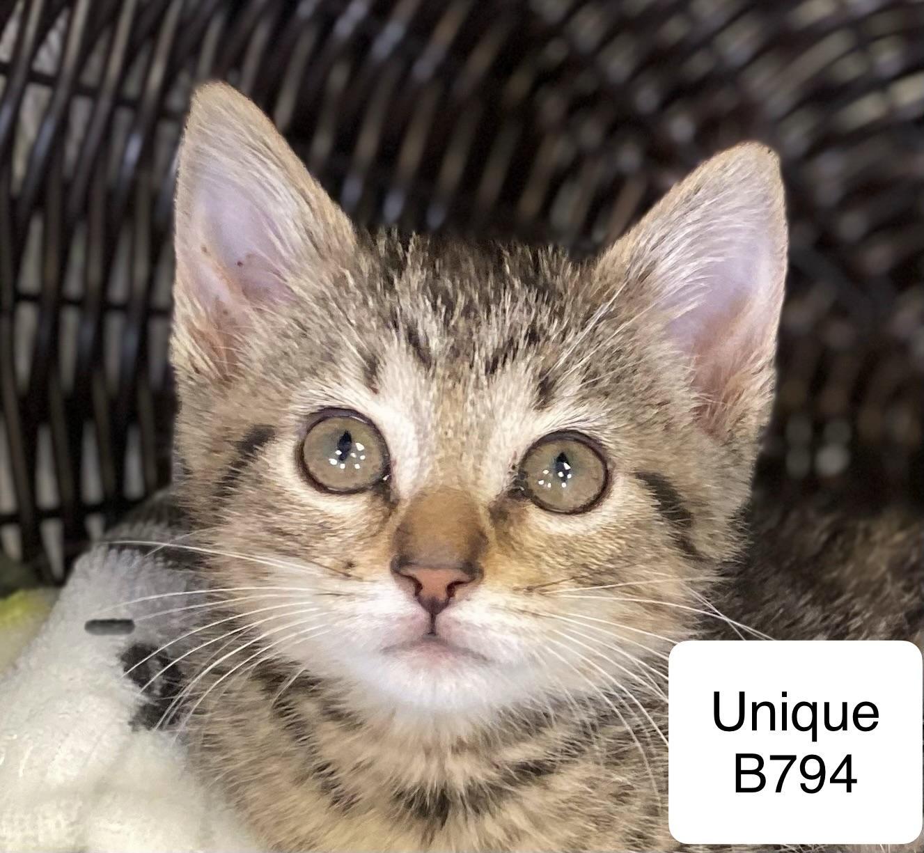 Unique, ADOPTABLE, Kitten Female Domestic Short Hair.