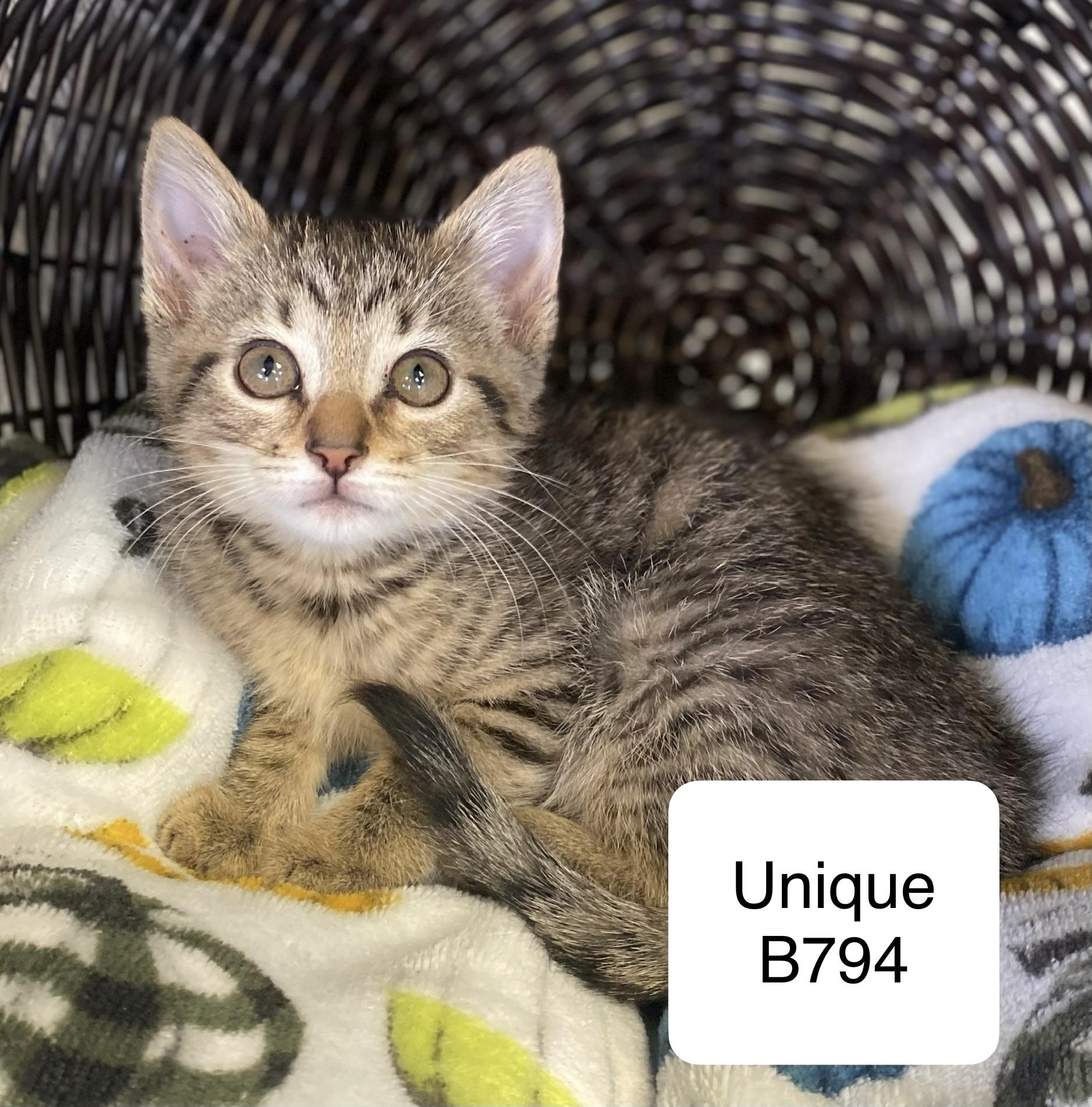 Enlarge Unique, a ADOPTABLE Domestic Short Hair in Morganton, NC image 2/2