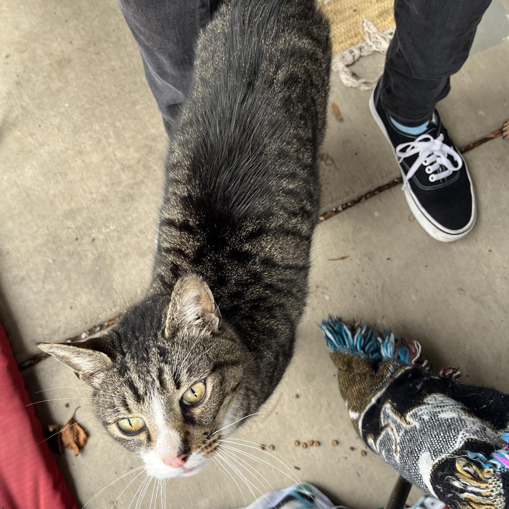 Kurt Russell, Adoptable, Adult Male Domestic Short Hair.