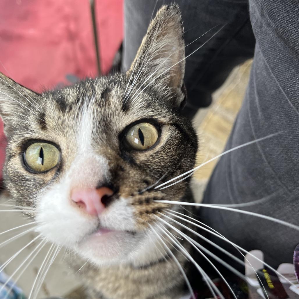 Kurt Russell, a Adoptable Domestic Short Hair in Ashland, OR image 2/3