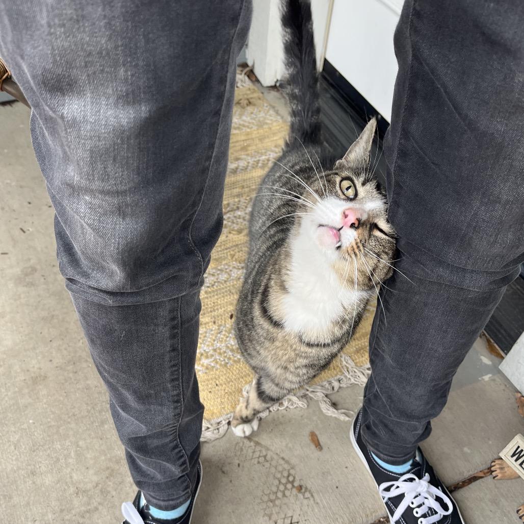 Kurt Russell, a Adoptable Domestic Short Hair in Ashland, OR image 3/3