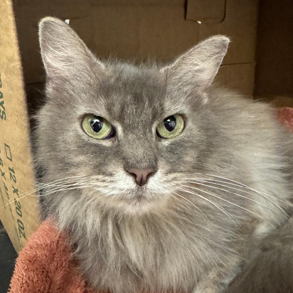 Callie, a Adoptable Domestic Long Hair in Richmond, VA image 1/4