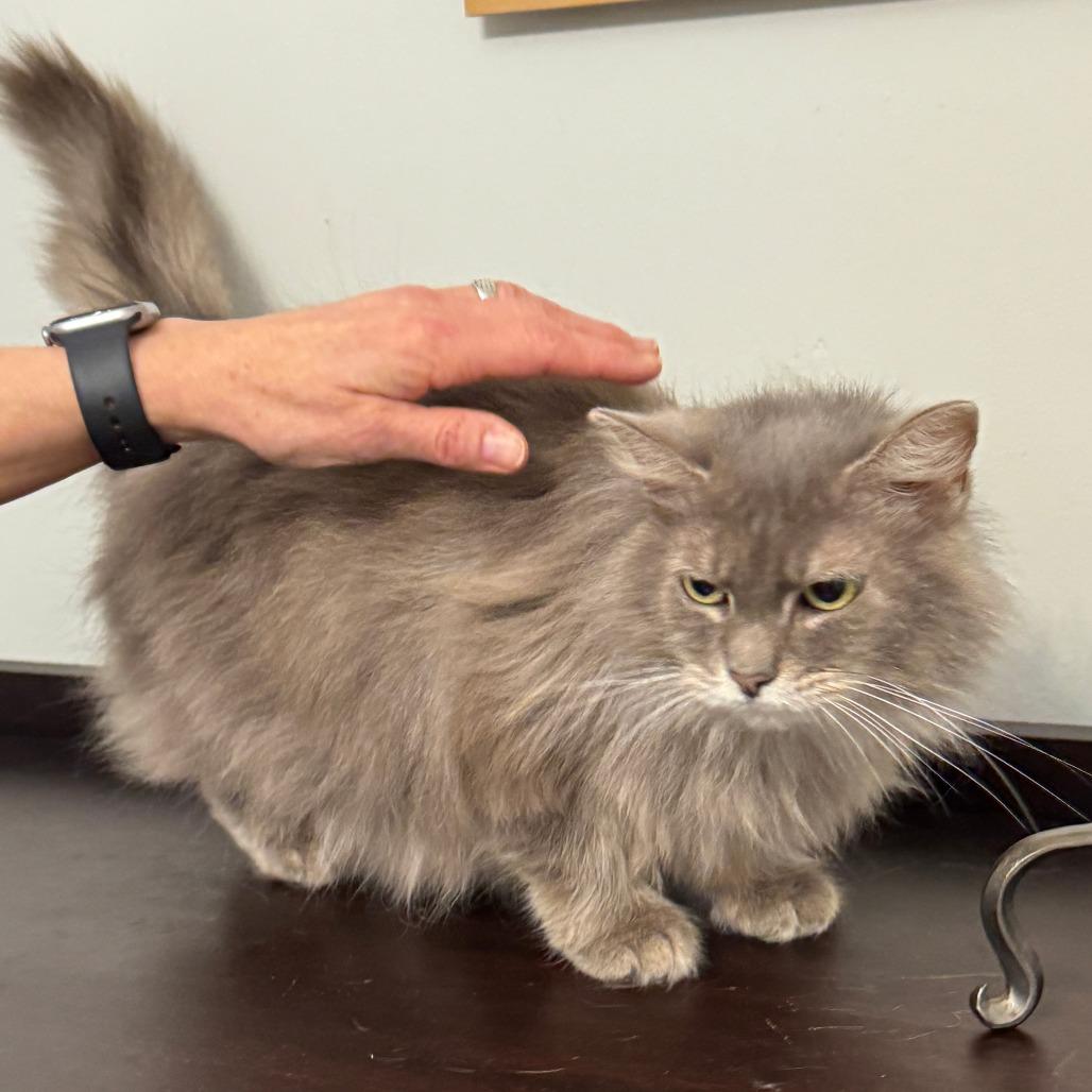 Callie, a Adoptable Domestic Long Hair in Richmond, VA image 2/4