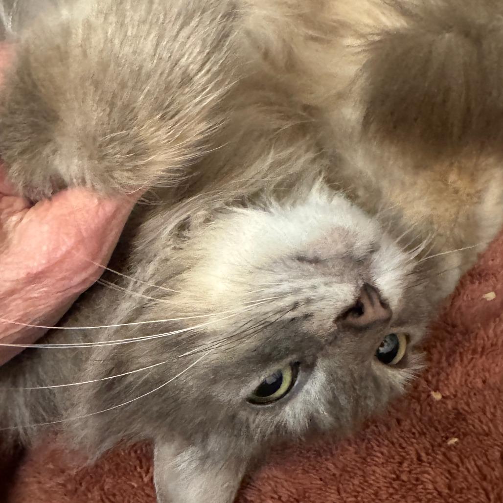 Callie, a Adoptable Domestic Long Hair in Richmond, VA image 4/4