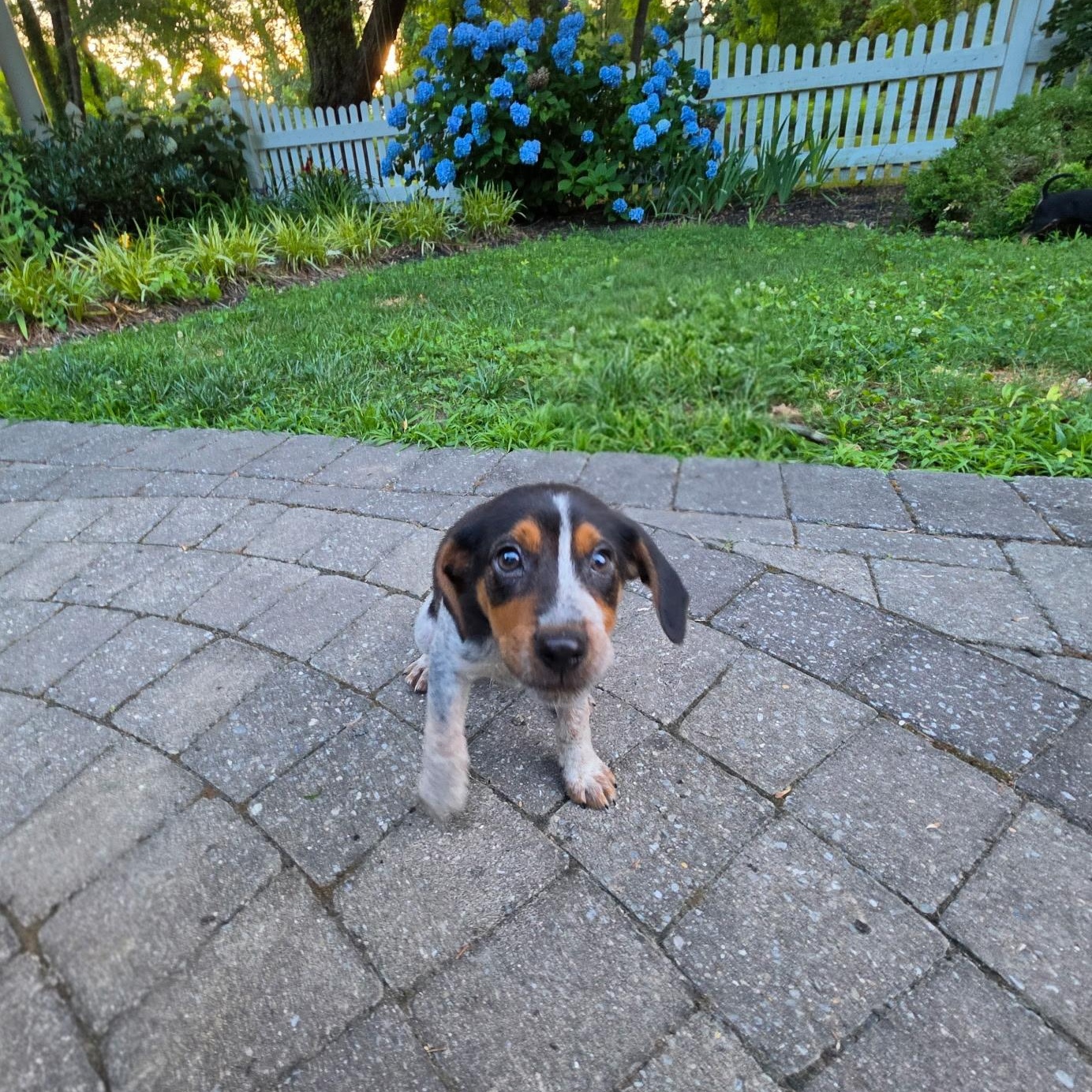 Hank, an adopted Mixed Breed in Columbia, MD image 3/3