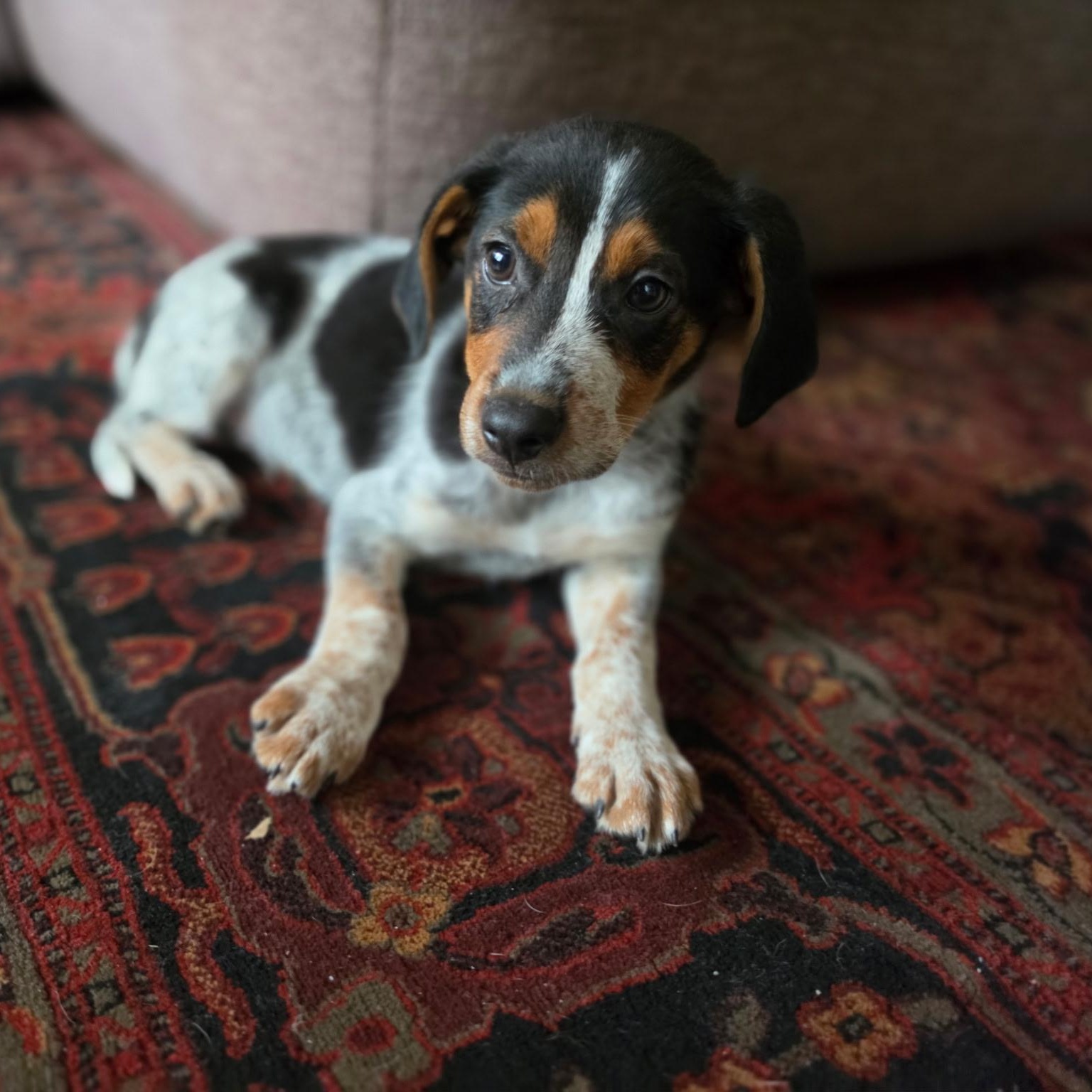 Hank, adopted, Puppy Male Mixed Breed.